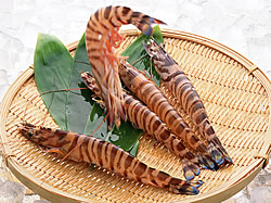 �ԊC�V�̉���